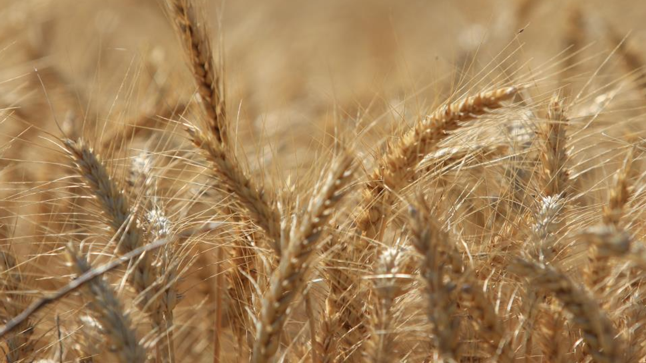 Dünya tahıl üretiminde bolluk ve rekor sezonu yaşanıyor